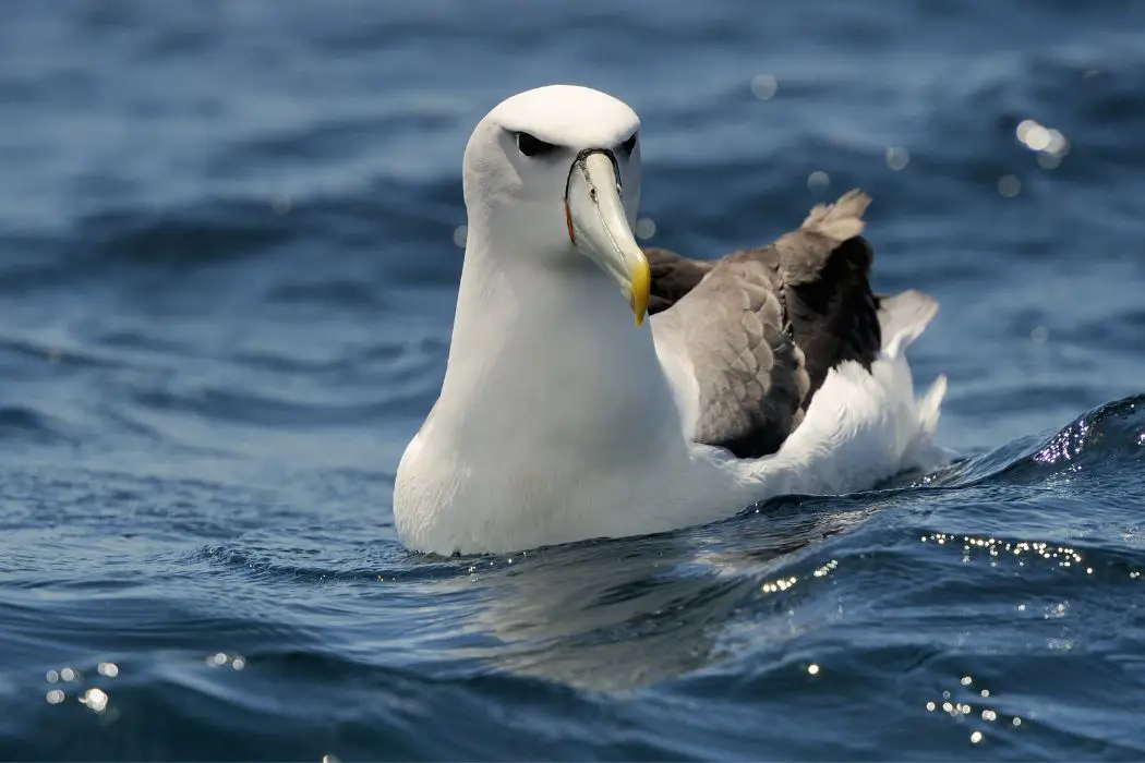 Evolución de albatros