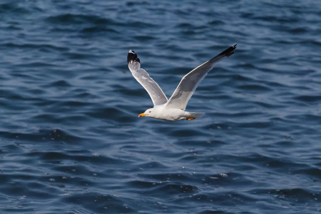 Gaviotas agresivas