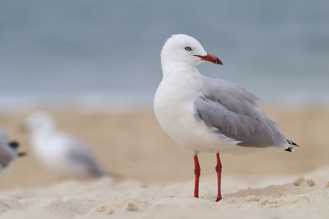 Gaviotas amenazan ecosistema