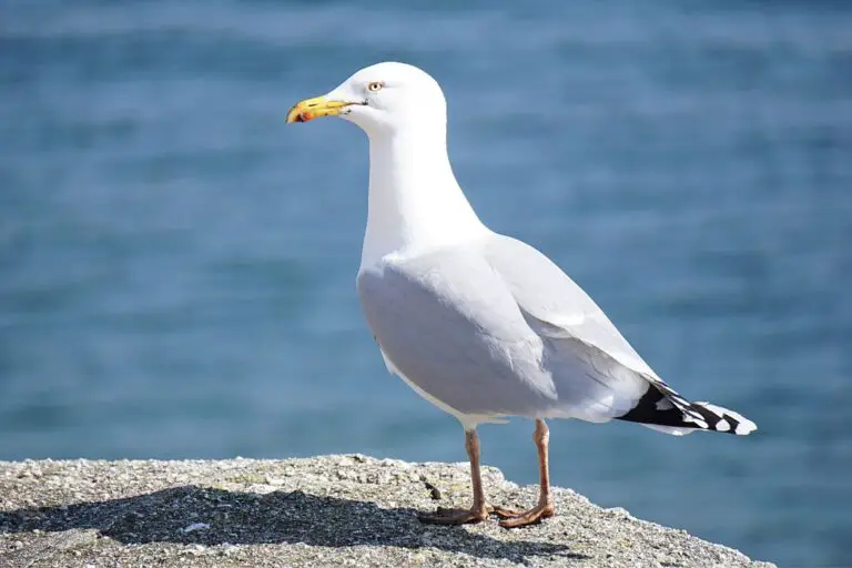 Gaviotas buscando comida