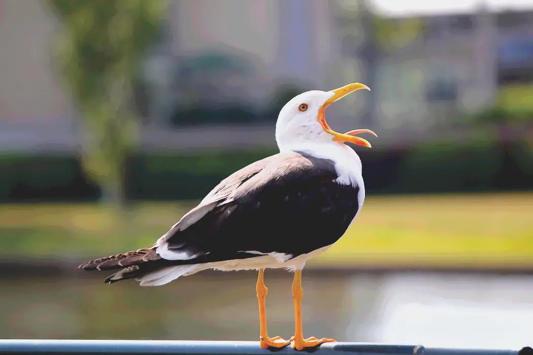 Gaviotas como mascotas