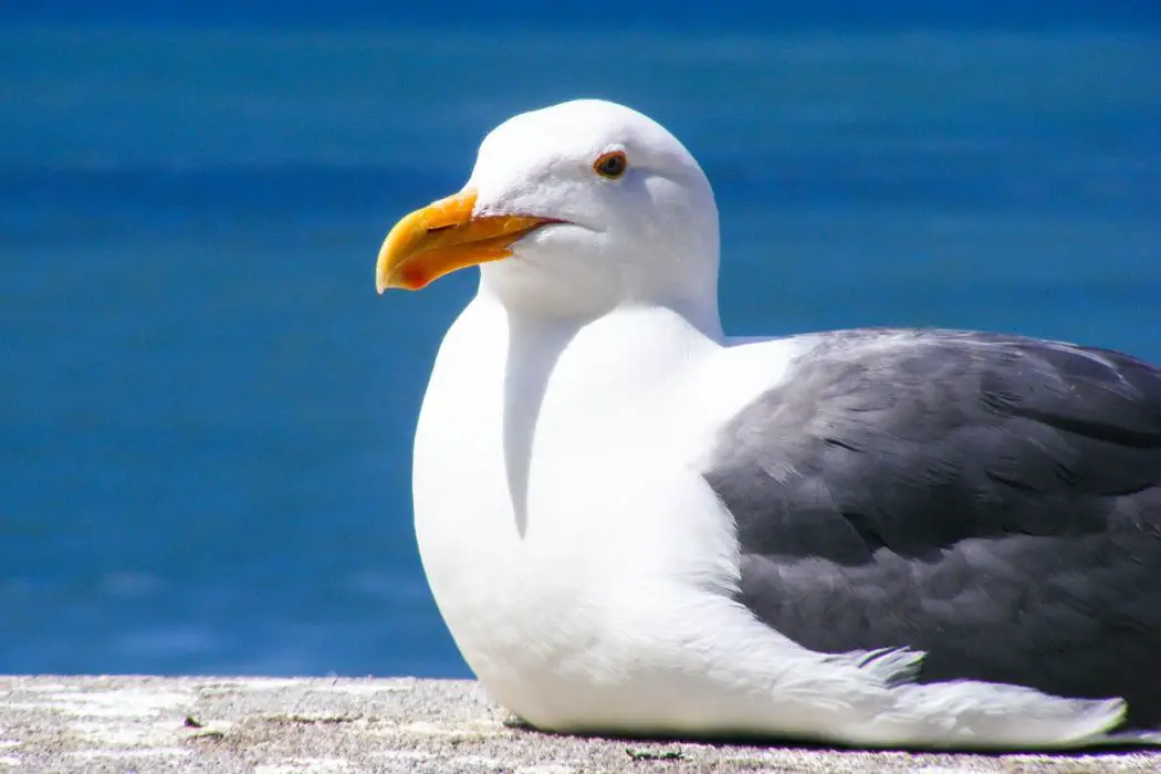 Gaviotas como mascotas