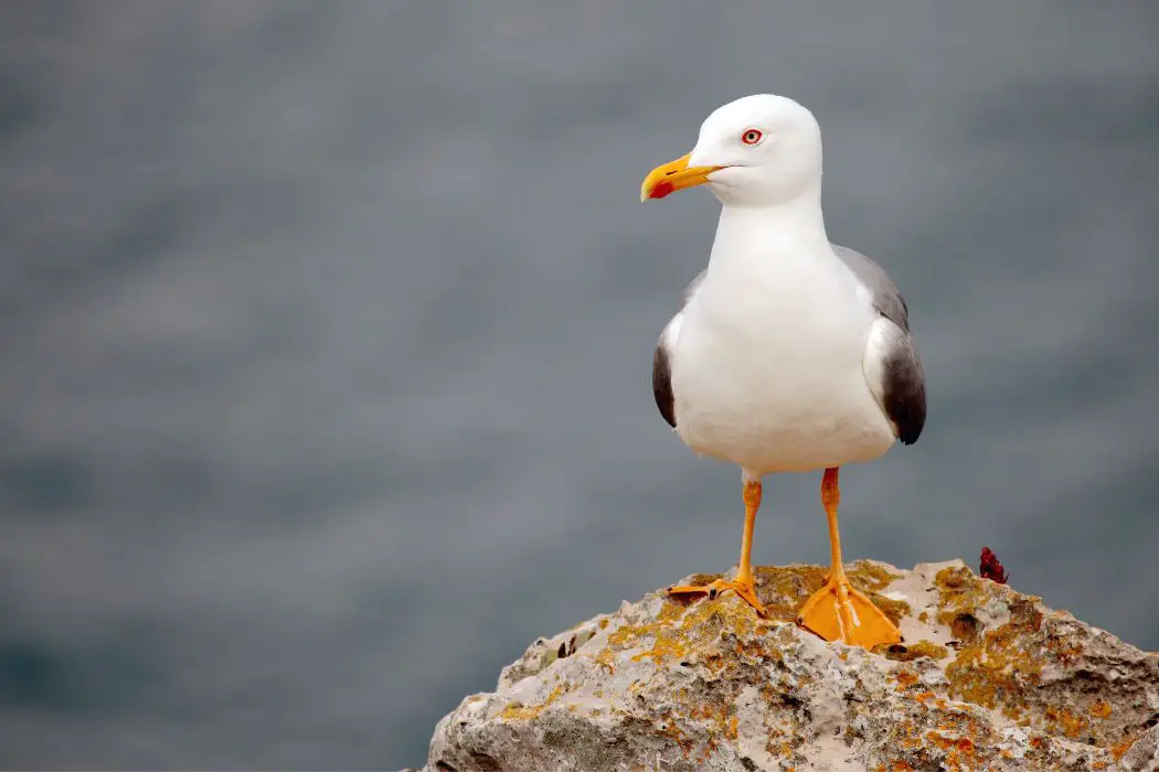 Gaviotas en el mar