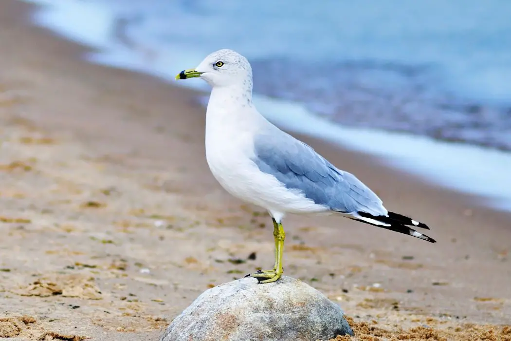 Gaviotas mascotas