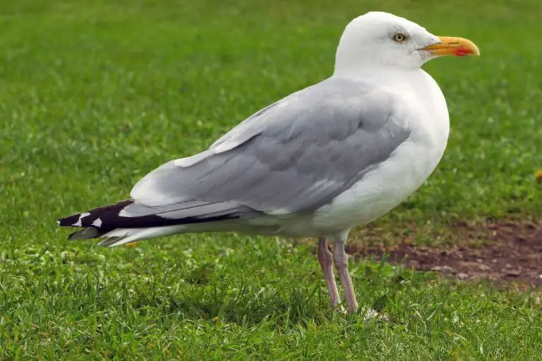 Gaviotas mundiales