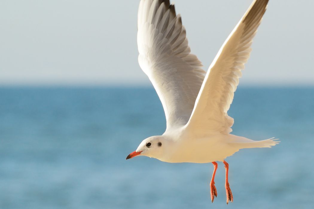 Gaviotas, riesgo humano