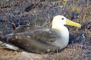Hábitat marino de albatros