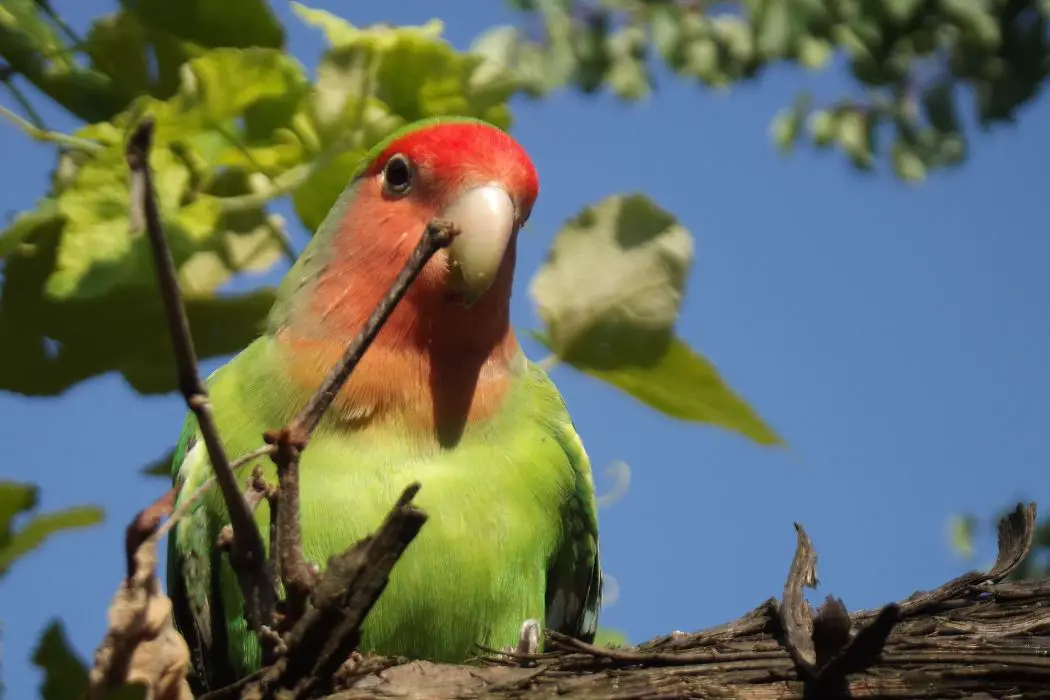 Loro aprende naturaleza