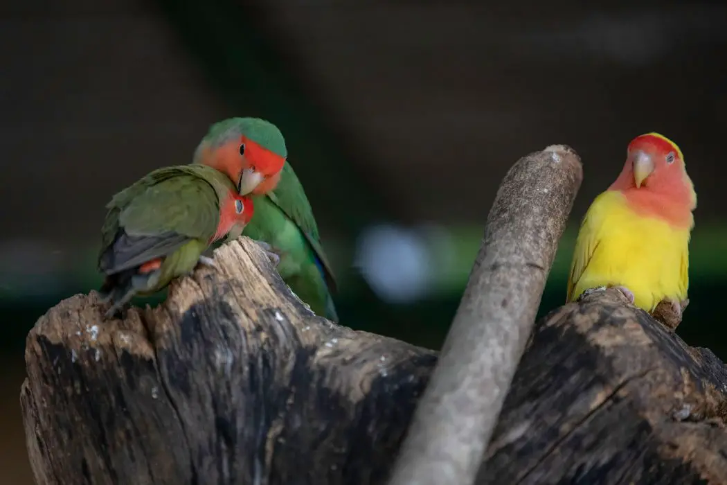 Loro y naturaleza