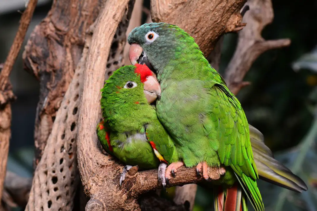 Mascota exótica