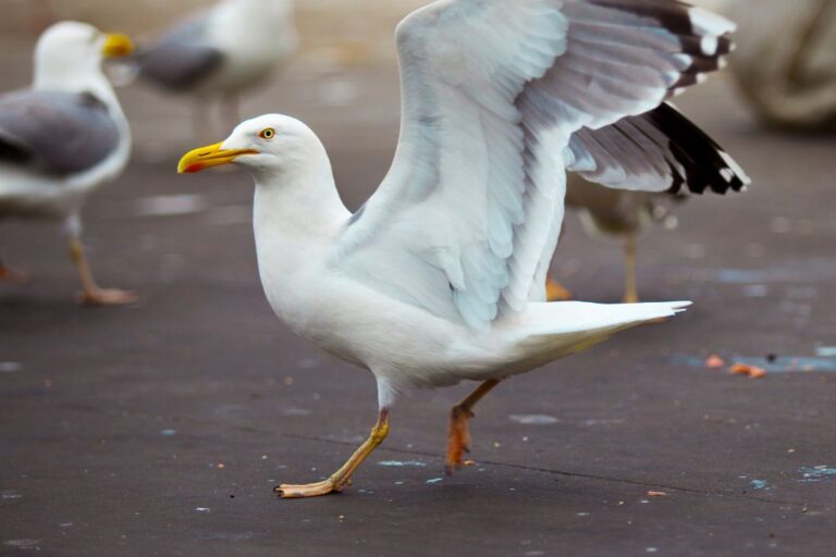 Misterios de los albatros