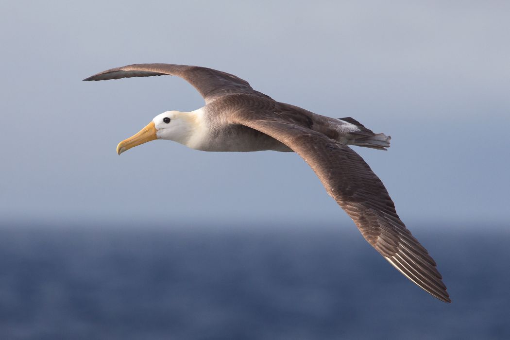 Nidos de albatros
