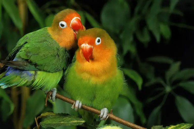 Niños jugando con loros