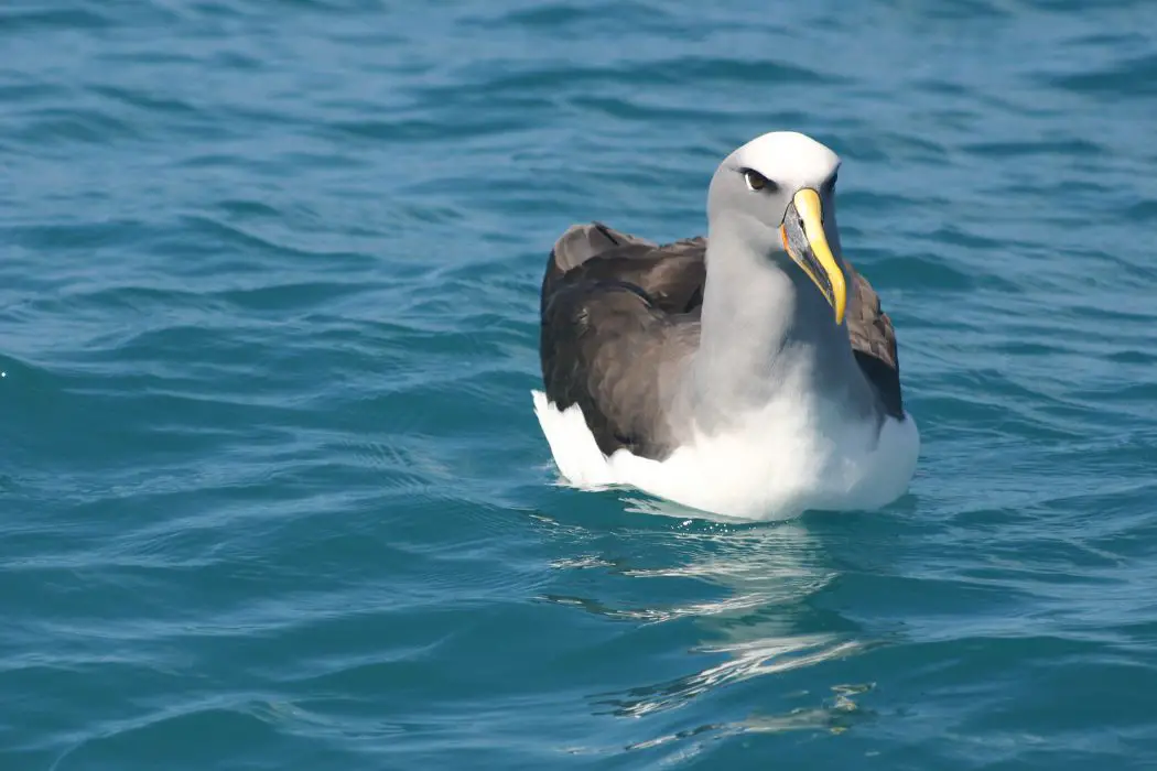 Nutrición del albatros