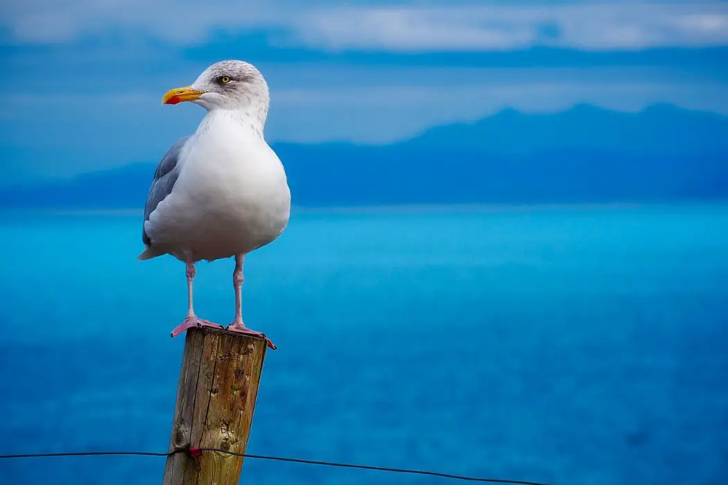 Pájaros, gaviotas, playa