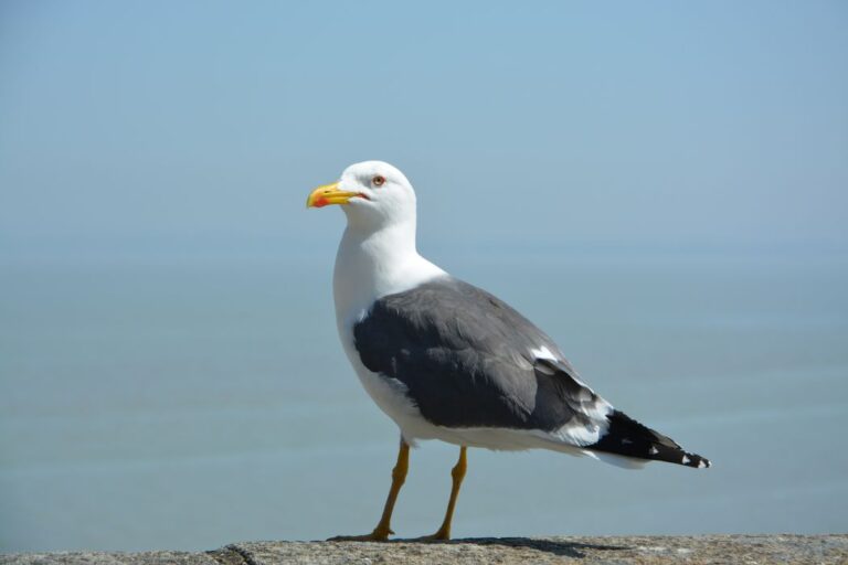 Pájaros marinos inteligentes