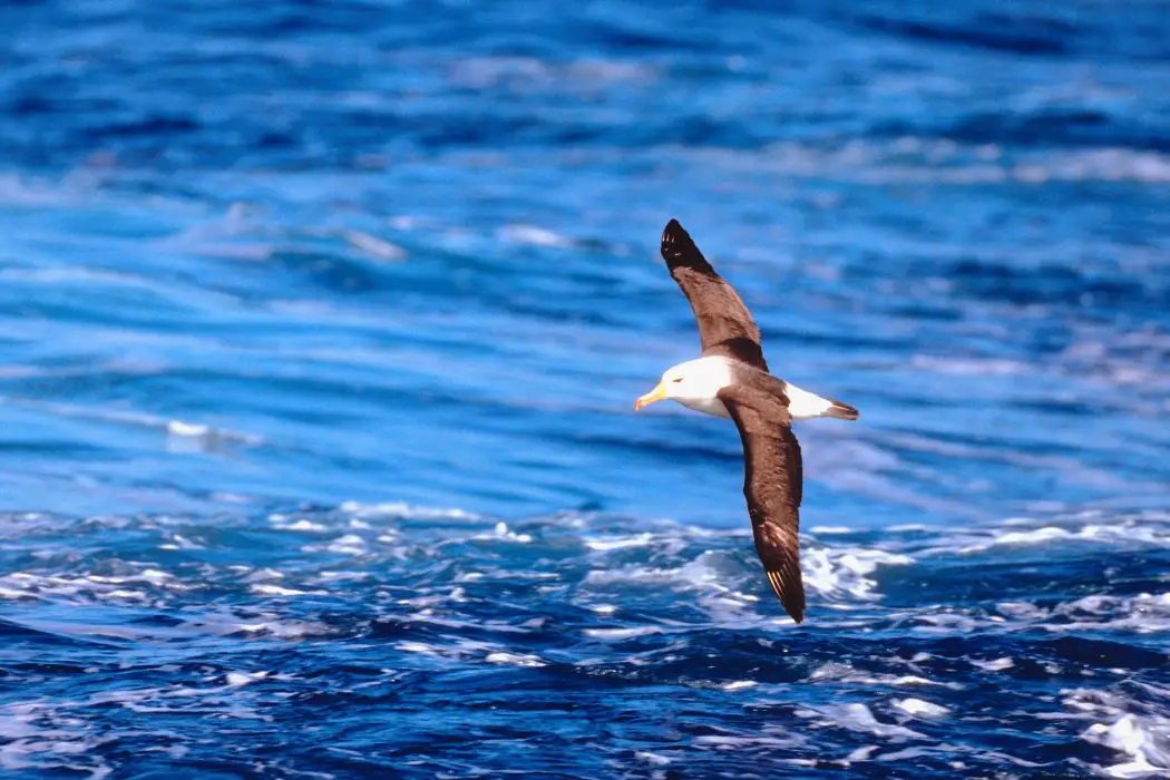 Rutas migratorias de albatros