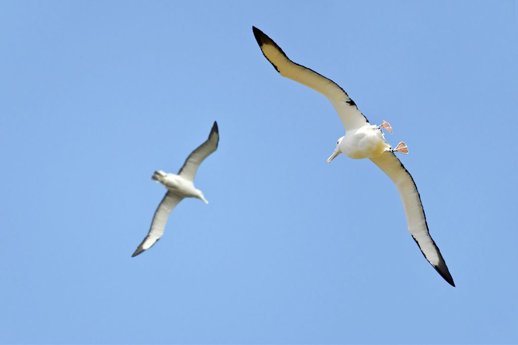 Rutas migratorias de albatros