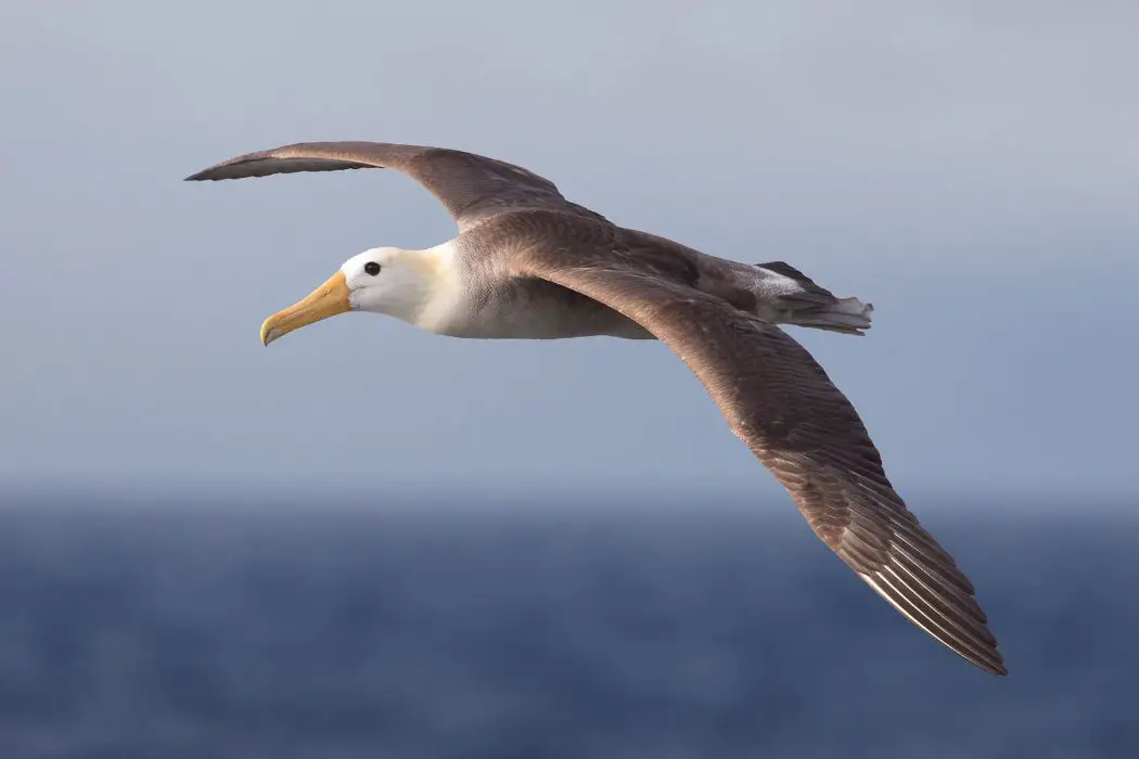 Salud alas albatros