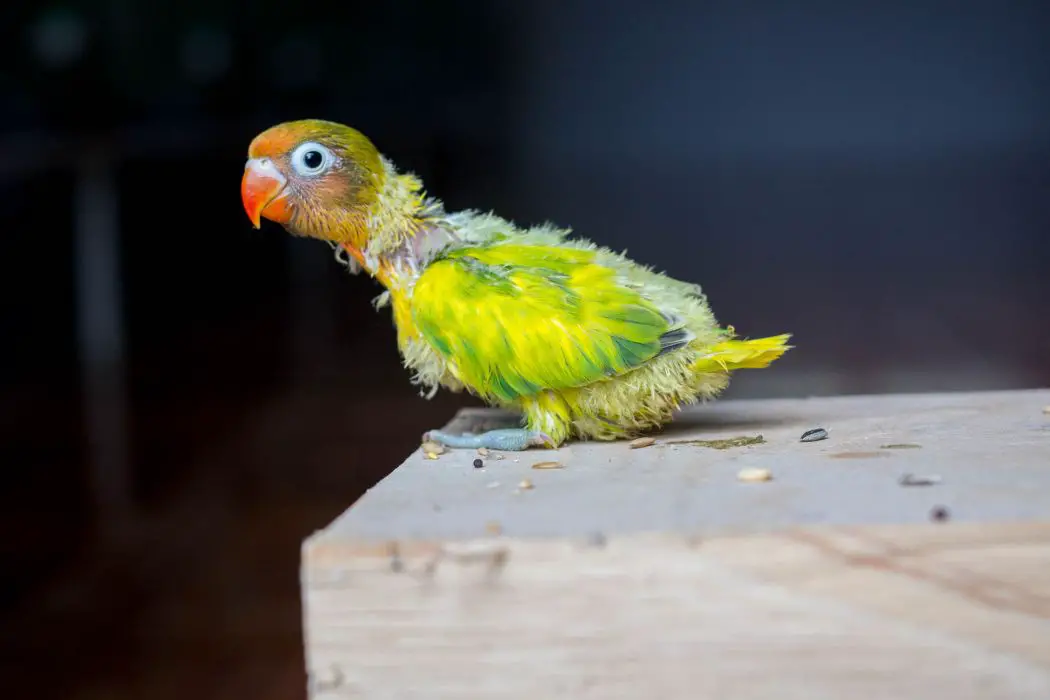 Síntomas enfermedades loros