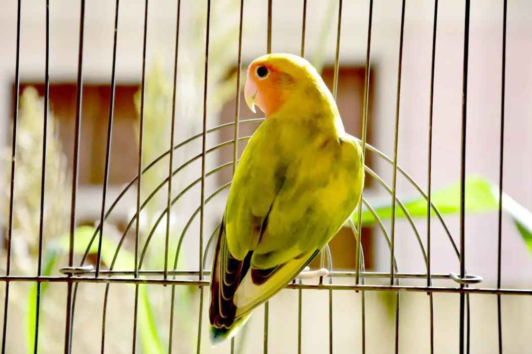 Terapia ocupacional con loros