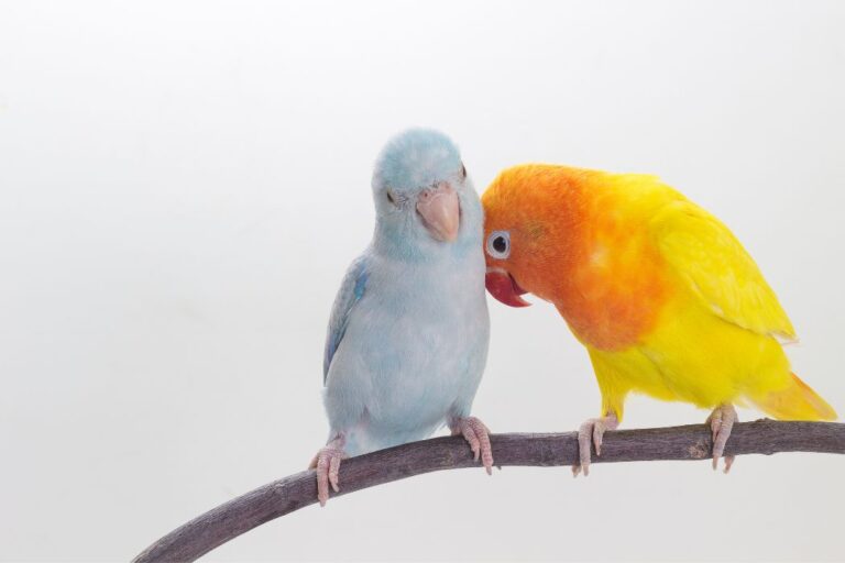 Transporte seguro para loros