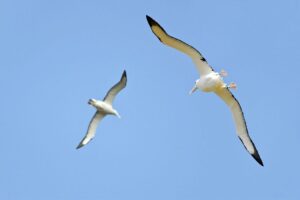 Vínculo hombre-albatros