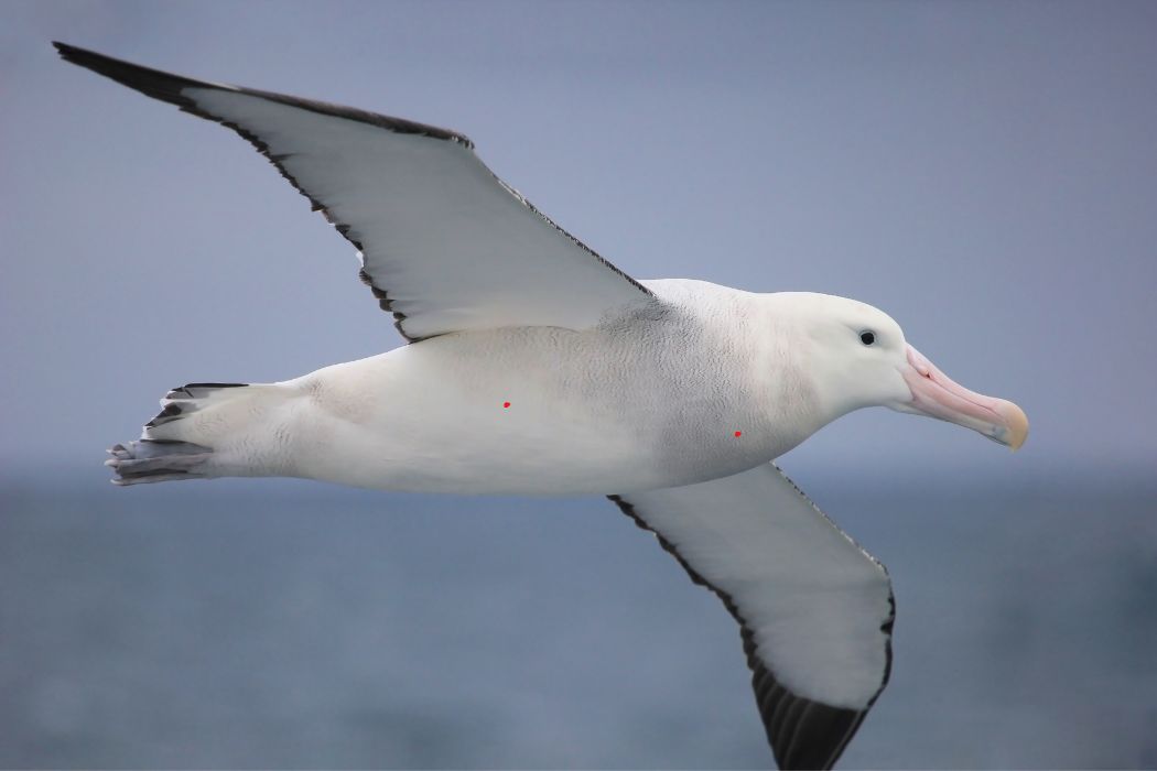 Vínculo hombre-albatros